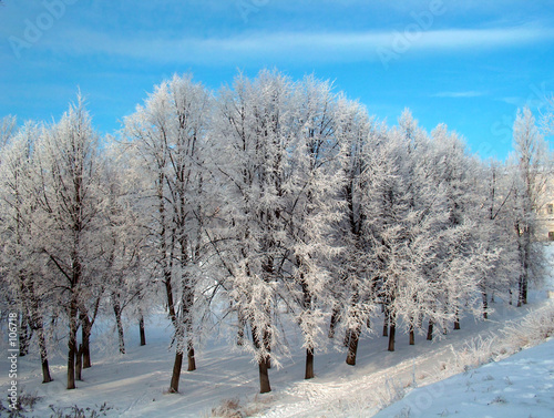 Photo: winter trees winter trees