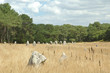 les menhirs de kermario