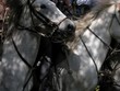 harnais de chevaux de camargue