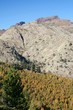 paglia orba
