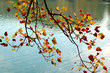 automne