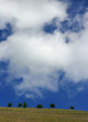 six trees and a skyline six trees and a skyline