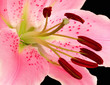 loaded stamens