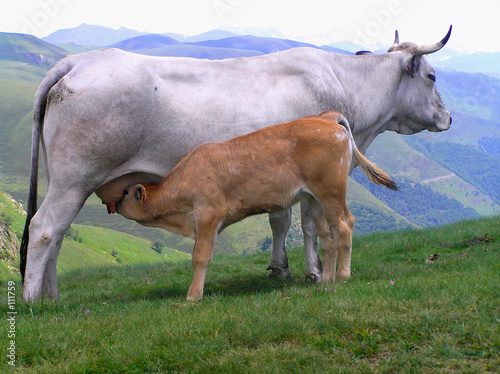 cow