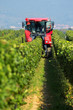 collecting the grapes