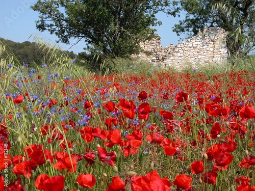 coquelicots