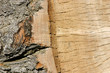 trunk close up