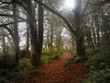 beech wood