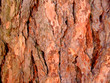 pine tree