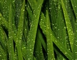 sparkling leaves