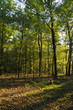 evening in the forest
