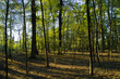forest and light