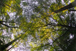 leaves over my head