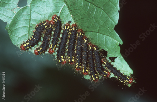 Foto: caterpillars caterpillars