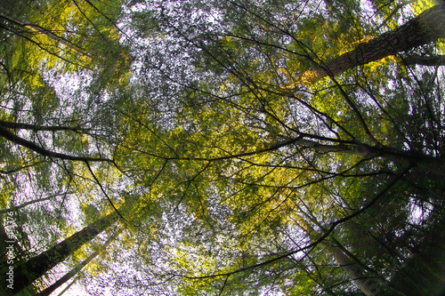 leaves over my head