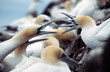 gannets