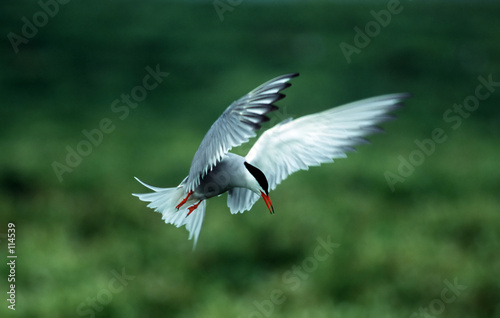 Foto: tern tern