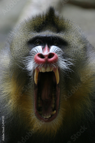 mandrill mandrill