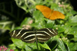 Foto: tropical butterfly tropical butterfly