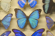 Foto: butterfly collection butterfly collection