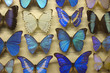 Foto: butterfly collection butterfly collection