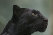black panther black panther