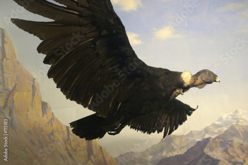 condor
