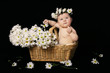 Foto: baby and daisies baby and daisies