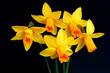 narcissus beauties