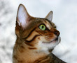 gazing