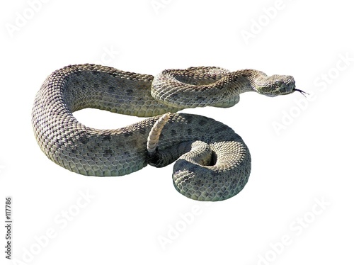 rattle snake
