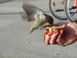 spatz frisst muffin aus der hand