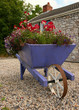 flower laden wheelbarrow