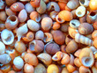 littorines