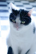 kater 2