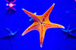 orange starfish