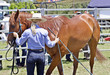horse in training