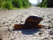schnecke