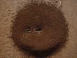 ameisen in afrika