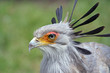 secretary bird