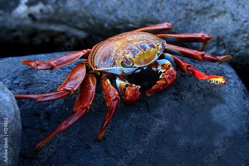 galapagos crab