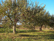 apple tree 3