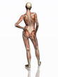 anatomy, transparant muscles with skeleton. anatomy, transparant muscles with skeleton.