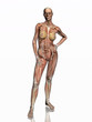 anatomy, transparant muscles with skeleton. anatomy, transparant muscles with skeleton.