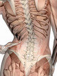 anatomy, transparant muscles with skeleton.
