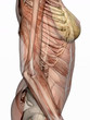 anatomy, transparant muscles with skeleton. anatomy, transparant muscles with skeleton.