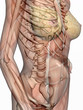 anatomy, transparant muscles with skeleton. anatomy, transparant muscles with skeleton.