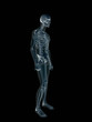 xray, x-ray of the human male body. xray, x-ray of the human male body.