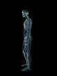 xray, x-ray of the human male body. xray, x-ray of the human male body.