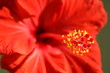 hibiskus